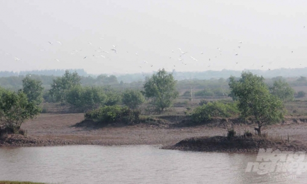 Thai Binh converts wetland nature reserve to implement urban area projects